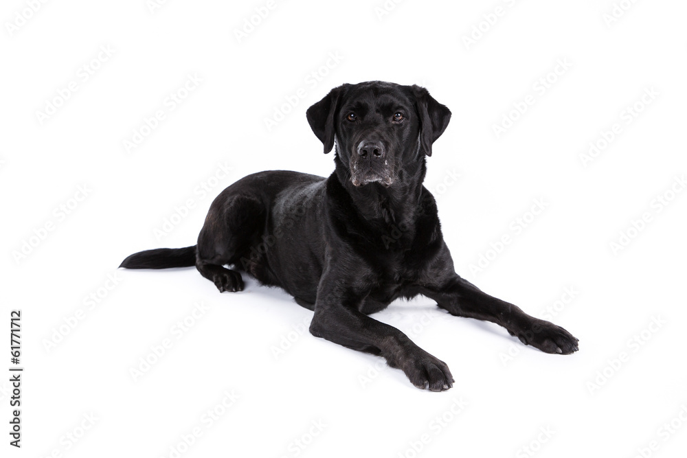 Black labrador retriever dog on a white background