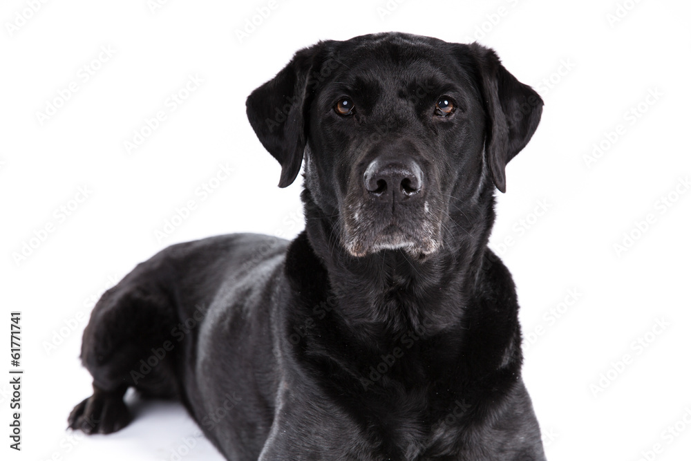 Black labrador retriever dog on a white background