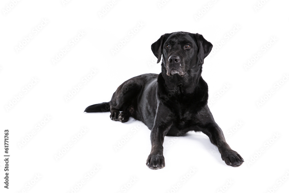 Black labrador retriever dog on a white background Black labrador retriever dog on a white background