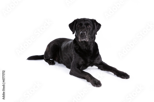 Fototapeta Naklejka Na Ścianę i Meble -  Black labrador retriever dog on a white background