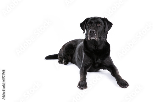 Black labrador retriever dog on a white background