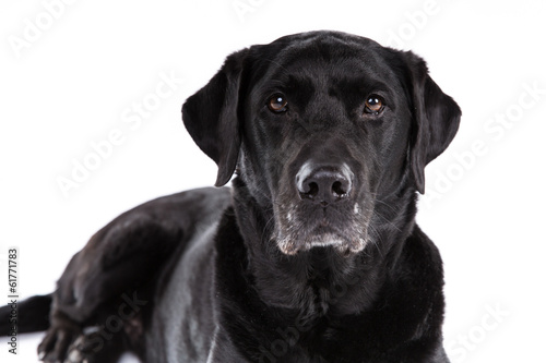 Black labrador retriever dog on a white background