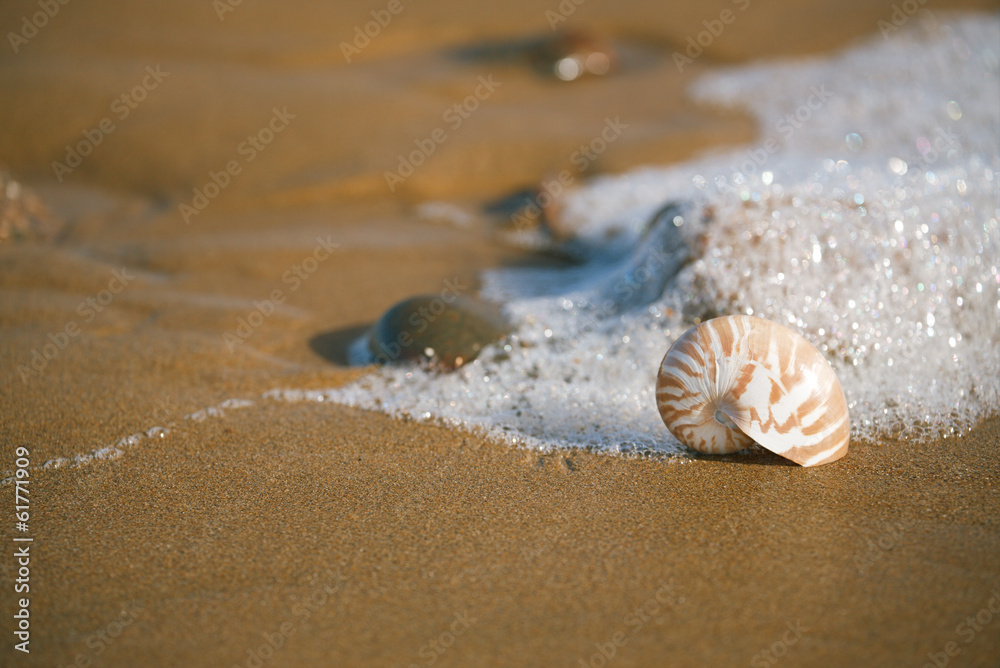 nautilus sea shell on Atlantic ocean Legzira beach, morocco nautilus sea shell on Atlantic ocean Legzira beach, morocco