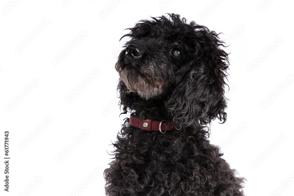 Poodle dog on a white background