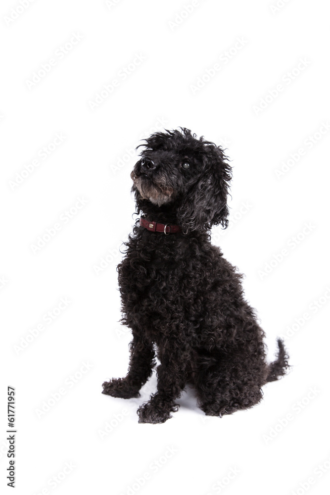 Poodle dog on a white background