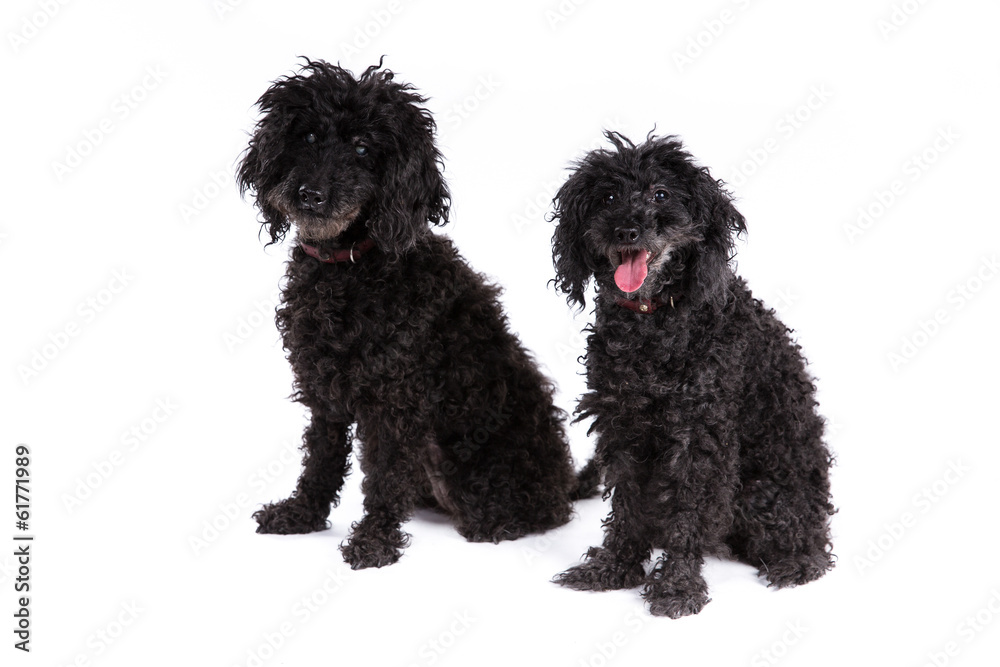 Poodle dogs on a white background
