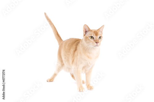 Burmese cat on a white background