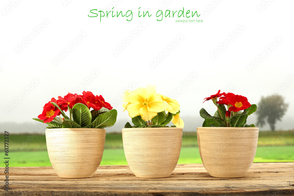spring spring
