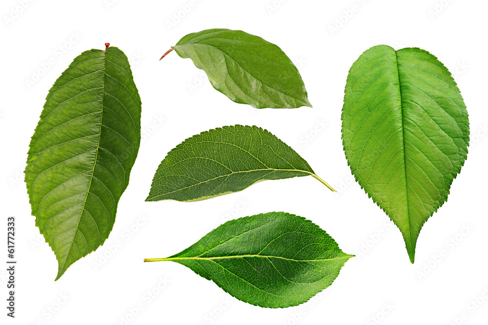 leafs leafs