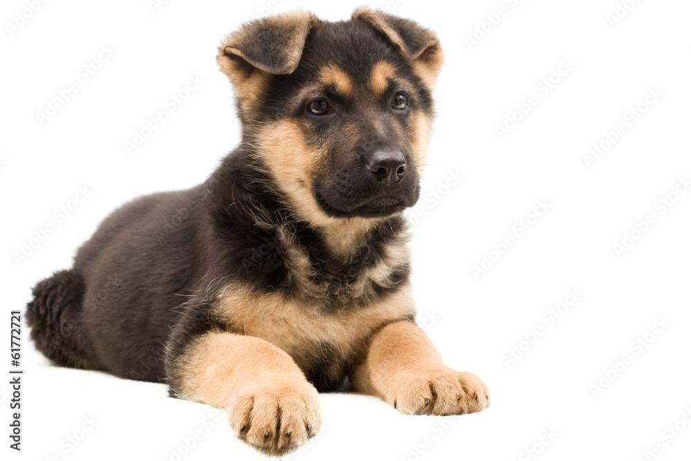 Fototapeta premium puppy looks