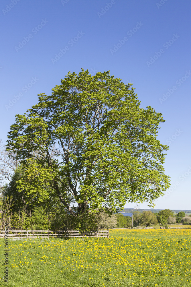Fototapeta premium Dandelion meadow