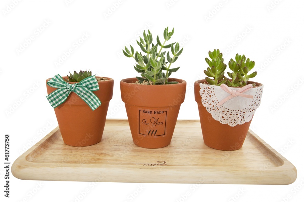 Three terracotta flowerpots with herbs