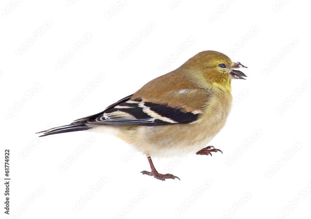 American Goldfinch Isolated
