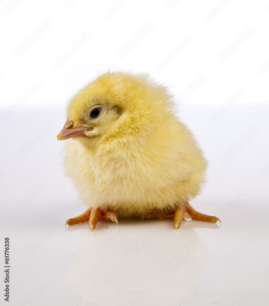 Obraz premium Easter, Rabbit, Chicken, Bunny, Egg