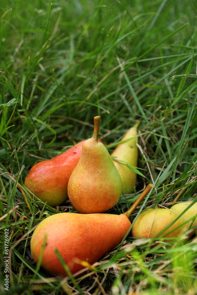 pears lying on the grass pears lying on the grass