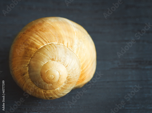 Snail spiral shell on wooden background.