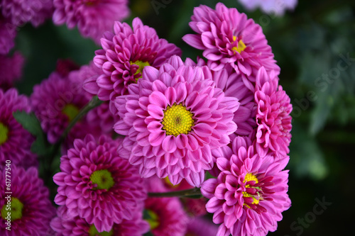 Pink chrysanthemum