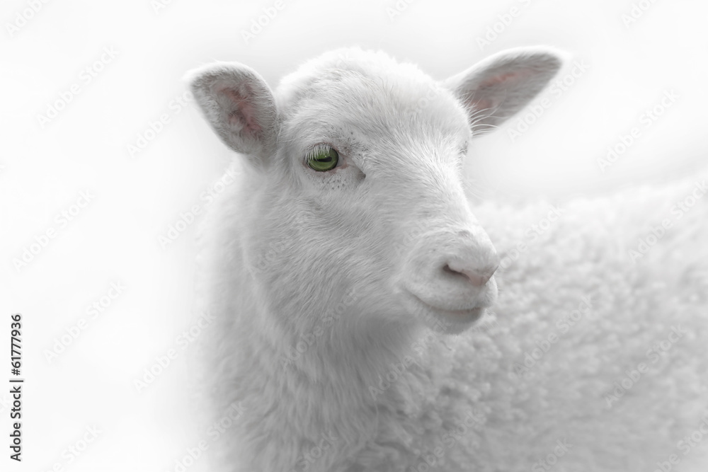 Fototapeta premium White lamb desaturated on light background