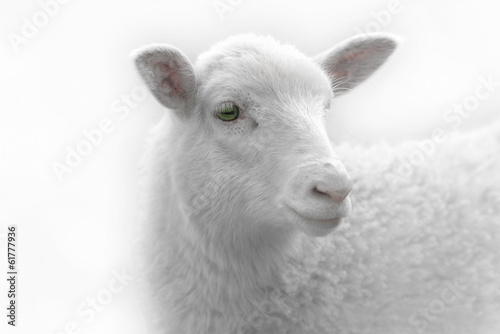 White lamb desaturated on light background