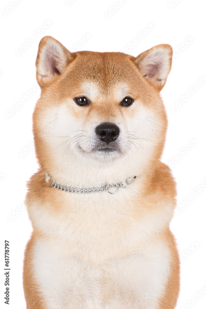 shiba inu dog portrait