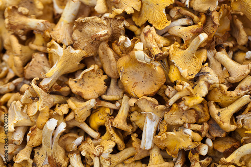 Tasty chanterelles cutted in a summer forest photo