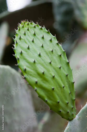 Beautiful Cactus in the Garden