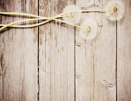 dandelion on a aged wooden background