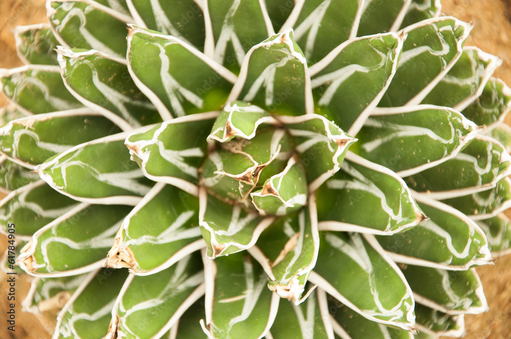 Sharp pointed agave plant leaves Sharp pointed agave plant leaves
