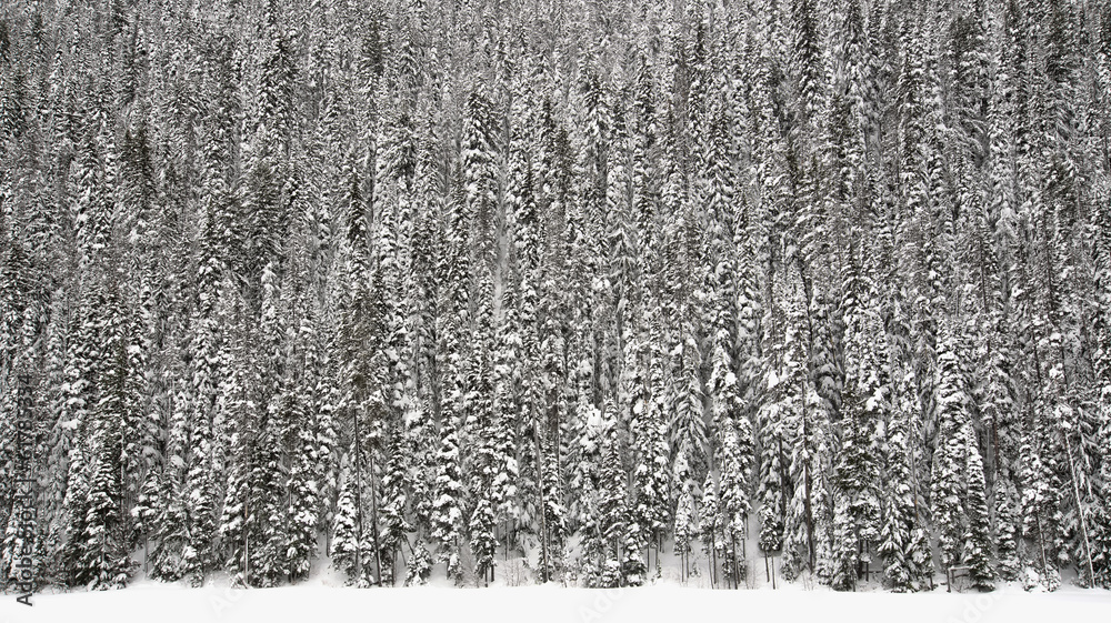 Wall of Trees Covered in Snow