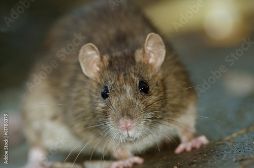 Close up of big Brown Rat standing still on concrete floor.
