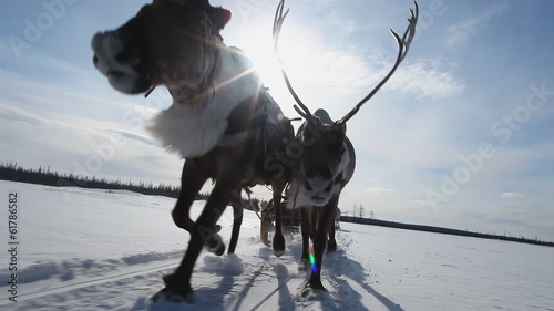 Running Reindeers