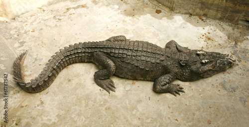 crocodile or alligator in the zoo