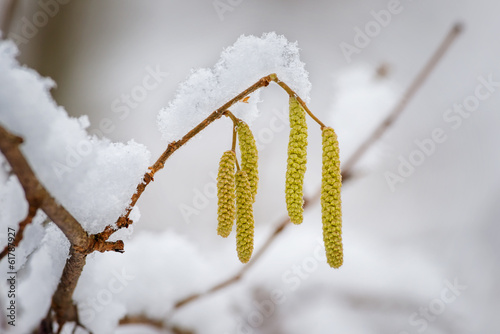 Hazel in form of catkins du...