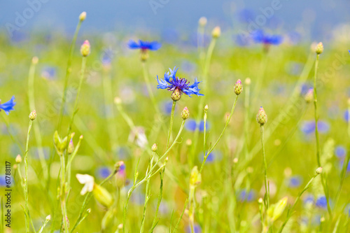 cornflower blue flowers on the field