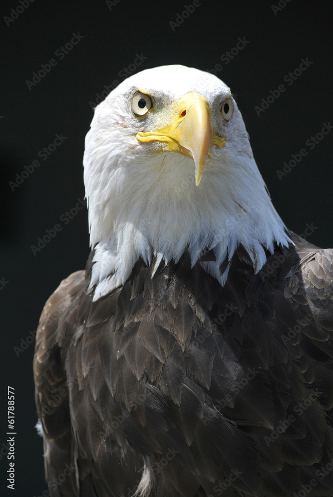 Obraz premium Aquila reale