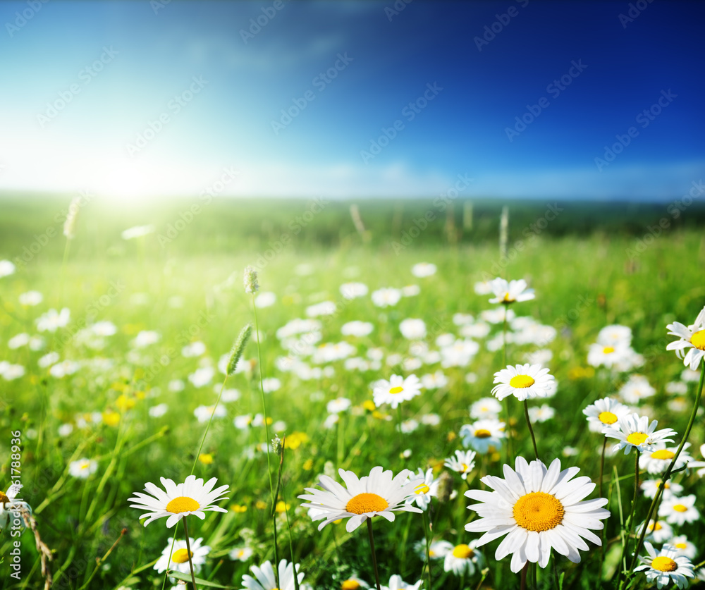 field of daisy flowers