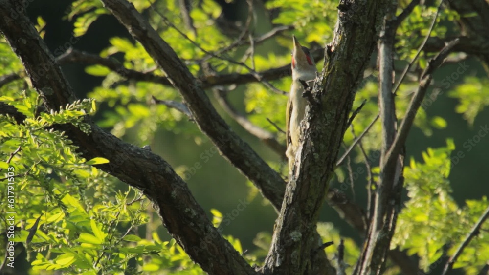 European Green Woodpecker perched on a tree European Green Woodpecker perched on a tree