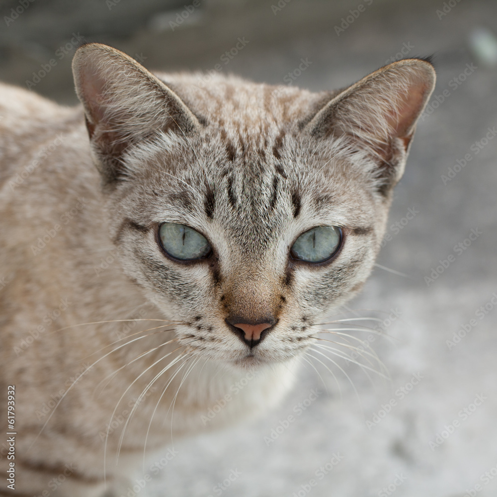 Cat close up.