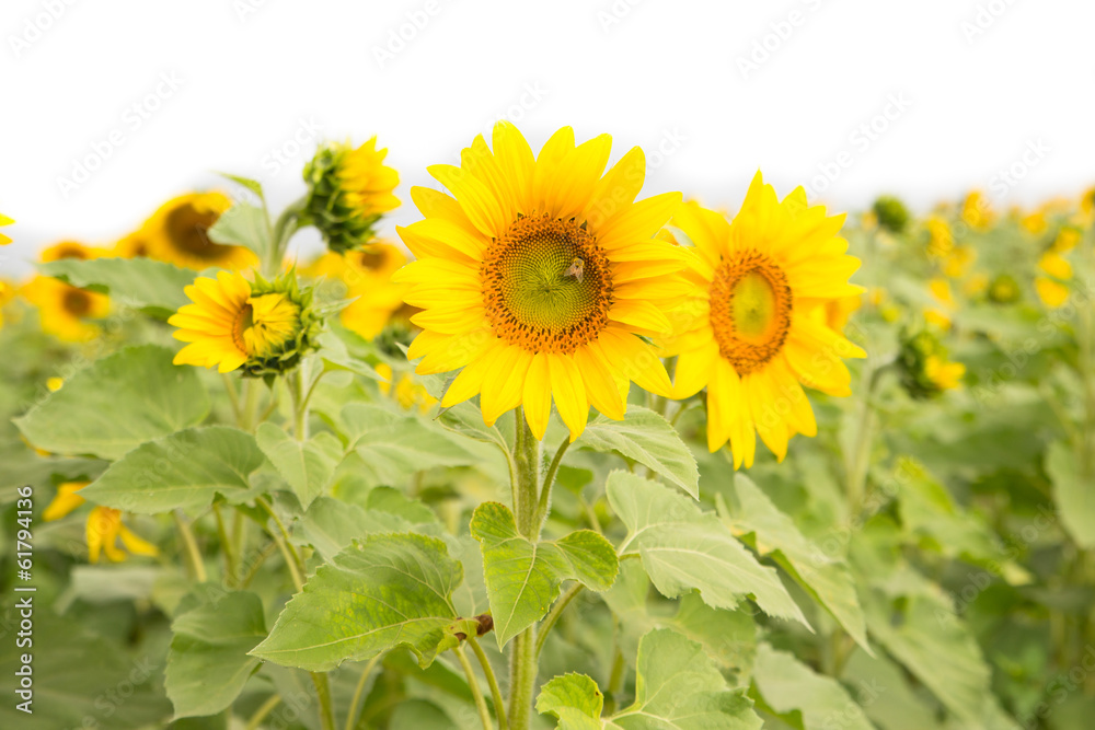Fototapeta premium close up Beautiful sunflowers in the field