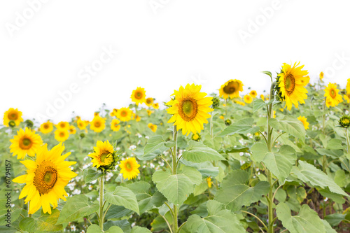 Blooming field of a sunflower