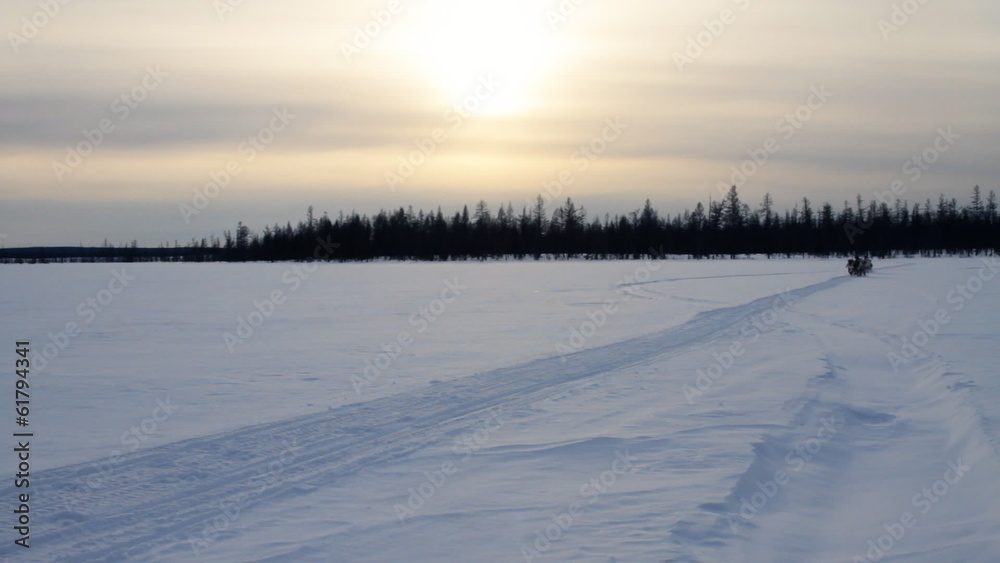 Running Reindeers Running Reindeers