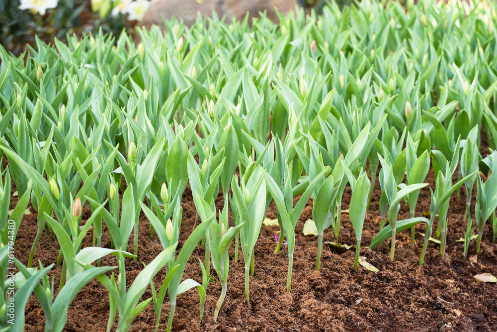 Fototapeta premium Little plants tulip cultivation
