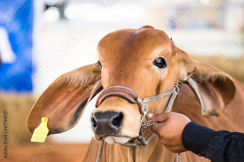 Beef cattle judging contest