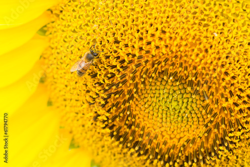 Close-up Bee on sunflower