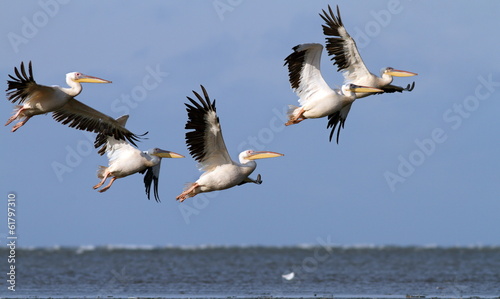 great pelicans in danube delta