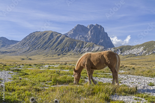 Pferd mit Corno Grande