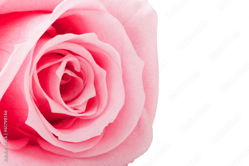 beautiful close up rose