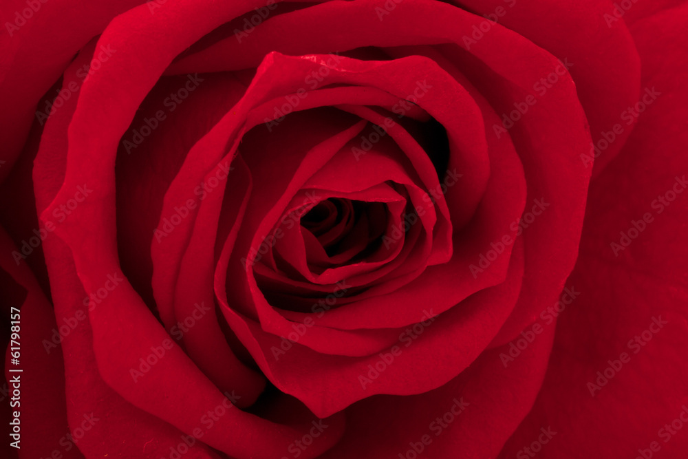beautiful close up rose