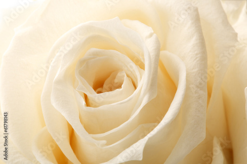 beautiful close up rose