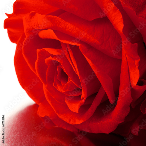 beautiful close up rose